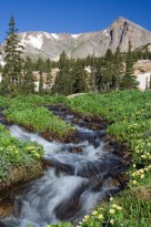 lion lakes, mount alice, marsh marigolds